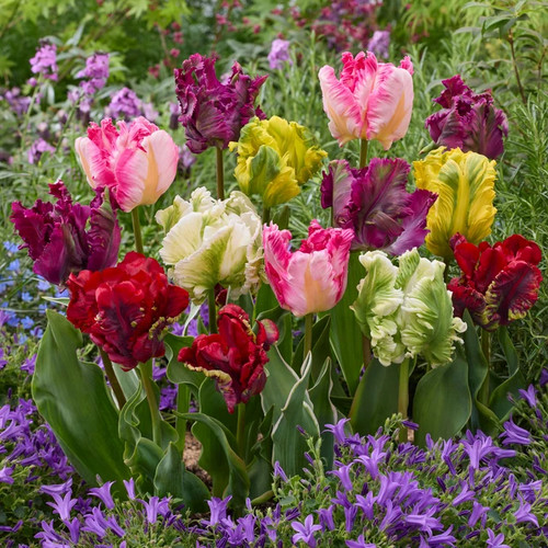 10x tulip bulbs mixed parrot - mixed,