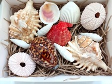 12 Seashells Gift Pack 2
