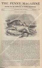LAND-SURVEYING : HEXHAM : STARCH (DOMESTIC CHEMISTRY) : HIGHLAND DEER-HUNTING :
