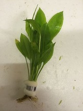 Live Aquarium Aquatic