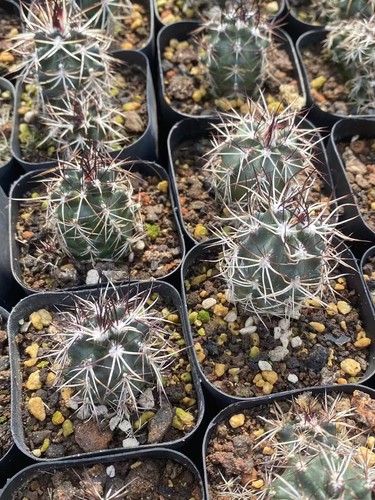 2pcs raresucculent plant - 2pcs,