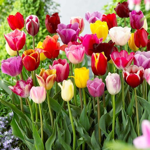 Triumph tulip mixed 30 - tulip, x