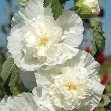 HOLLYHOCK CHATERS WHITE 110 SEEDS PERENNIAL FLOWER