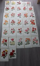 THIRTY TWO COLOURED BOTANICAL ROSE PRINTS 1900s 23CMS BY 17CMS P884