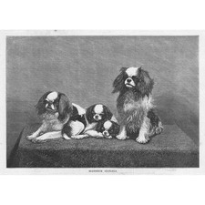 DOGS Blenheim Spaniels -