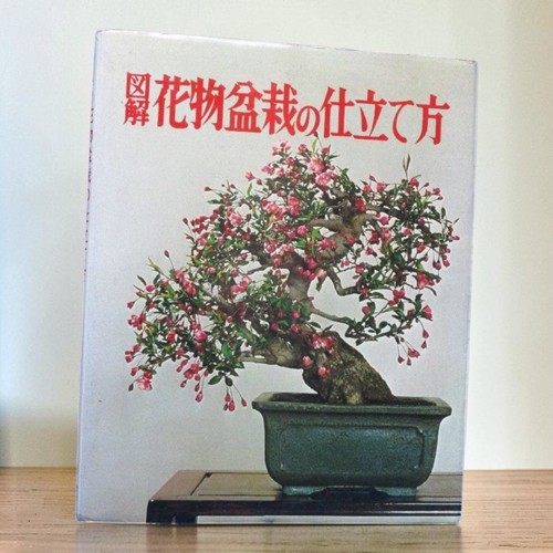 Flowering bonsai training - bonsai,