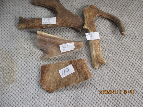 Fallow deer antler - antler, chews
