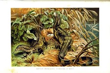 Old Antique Print Water Monitors Eggs Nest Reptiles Natural History 1896 19th