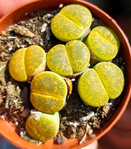 Lithops stunning - -,