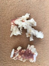 Vintage 2 pieces of coral, aquarium display?