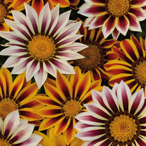Gazania firecracker mix - gazania, gr10