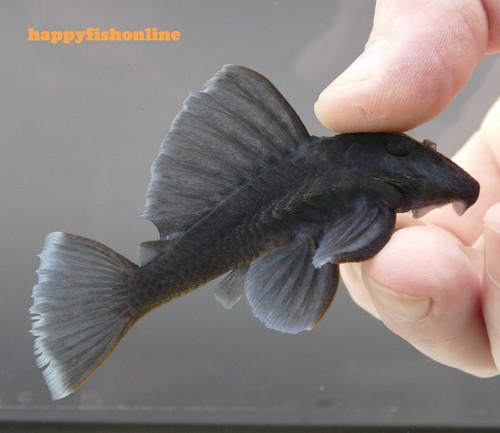 Breeding pair l239 blue - breeding, of