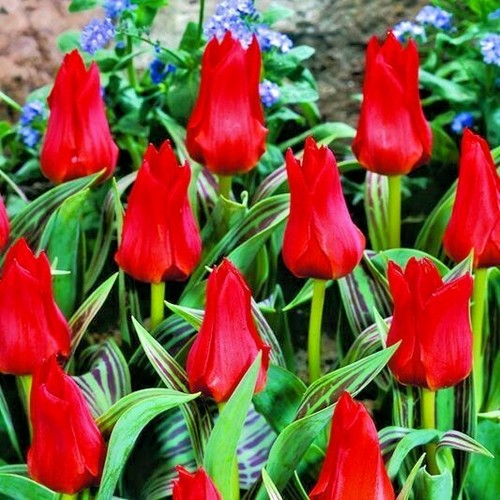 Dwarf tulips red - 12, riding