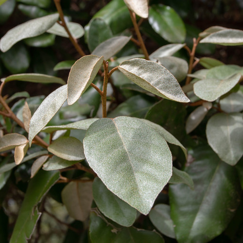 Large plant elaeagnus - –,