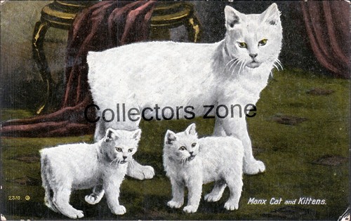Manx cat kittens printed - cat, &