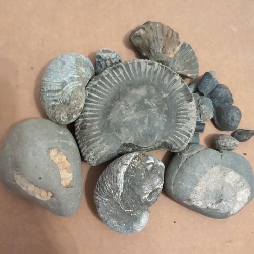Jurassic marine fossil - marine,