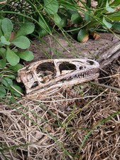 1:1 Compsognathus Longipes Skull Replica - Compy - Dinosaur - Life Size - Prop