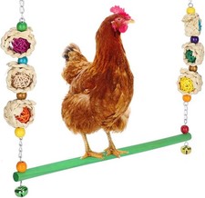 Pet Chicken Large Parrot