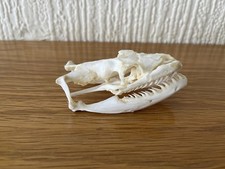 Taxidermy Reticulated Python Skull This Is Not A Protected Species