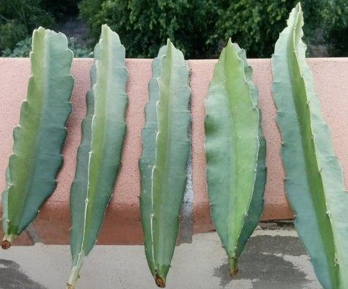 Fresh dragon fruit cuttings - fruit,
