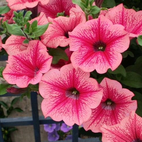 Trailing petunia surfinia - 6,