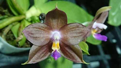 Phal mituo purple dragon - phal.,