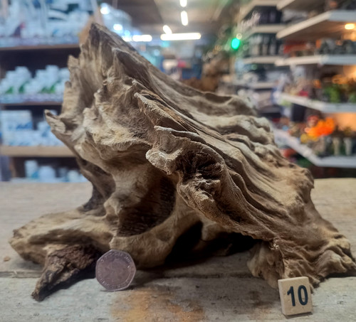 Derwen oak bogwood 44cm - oak, 21-44cm