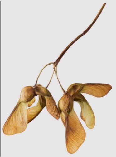 Sycamore tree seeds - 30,