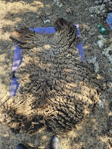 Raw unwashed sheep - unwashed,