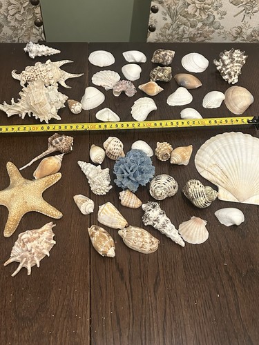 Seashells job lot - seashells,