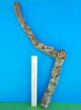 CORK BARK BRANCH 61CM LEOPARD