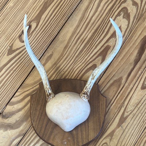 Deer antler rack - deer,