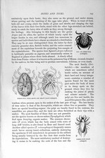 Old Antique Print Natural History 1896 Sheep-Tick Cheese-Mite Itch-Mite 19th