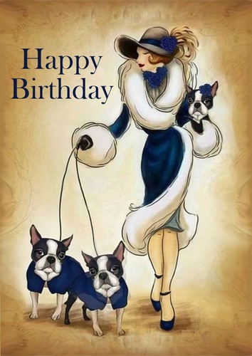 Boston terrier dog - terrier, birthday