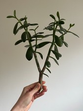 Crassula Ovata Jade Plant