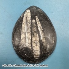 Orthoceras fossil genuine - fossil,
