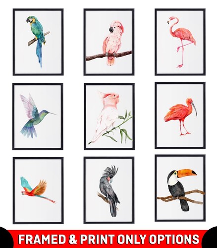Watercolour exotic birds wall - exotic,
