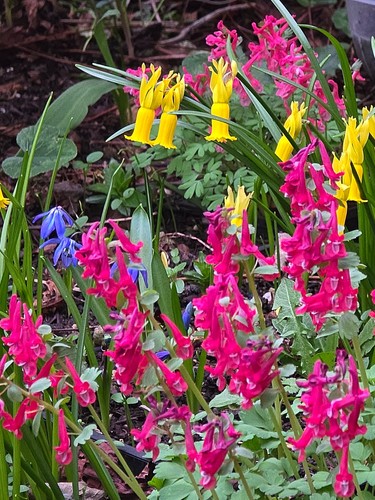 Corydalis solida fire - corydalis, solida: