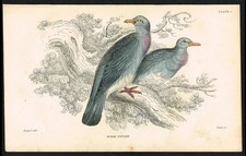 Wood Pigeon Bird 1840 Antique