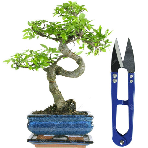 Bonsai chinese elm tree - tree, live