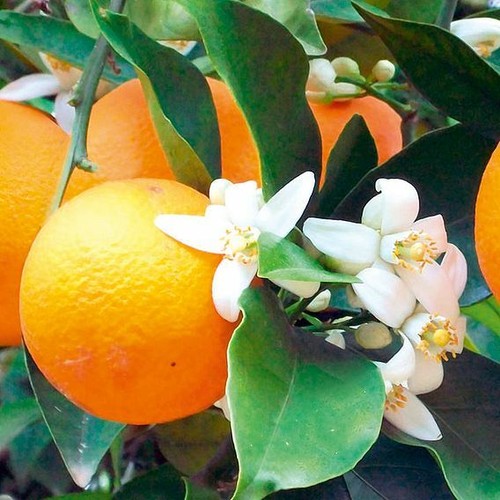 Citrus tree orange 5 - orange,