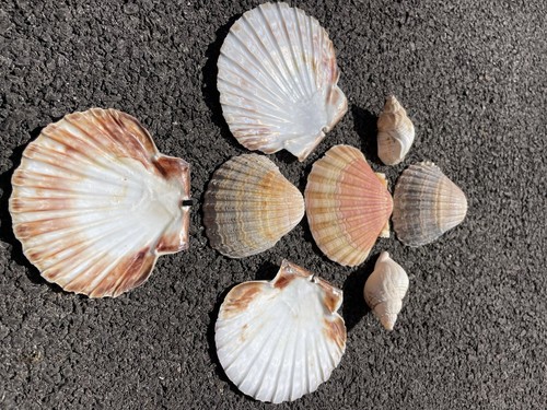 Collection sea shells for - collection,