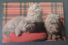 Colour Cat Postcard, Blue