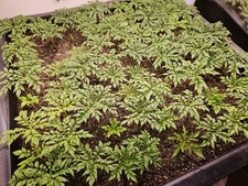 Amorphophallus ongsakulii