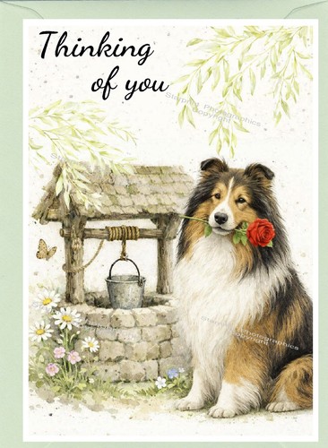 Rough collie dog - (lassie),