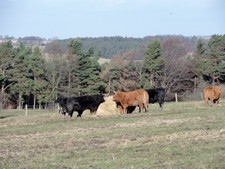 Photo A1 Cattle feeding near Leadgate Leadgate/NZ1251 In a field beside c2014