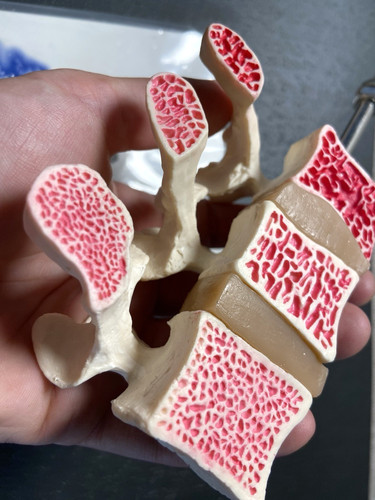 New human spine - -, lumbar