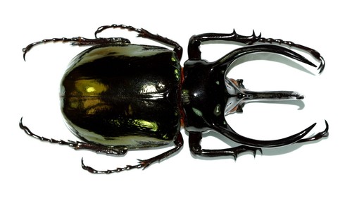 Coleoptera dynastinae - coleoptera,,