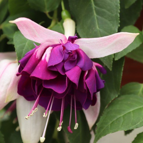 Giant trailing fuchsia heri - 6,