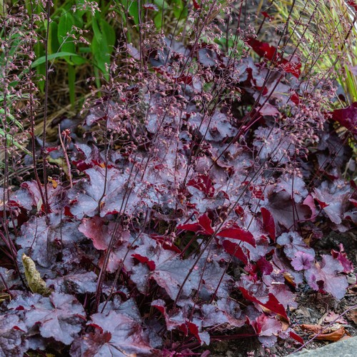 Heuchera palace purple basket - heuchera,